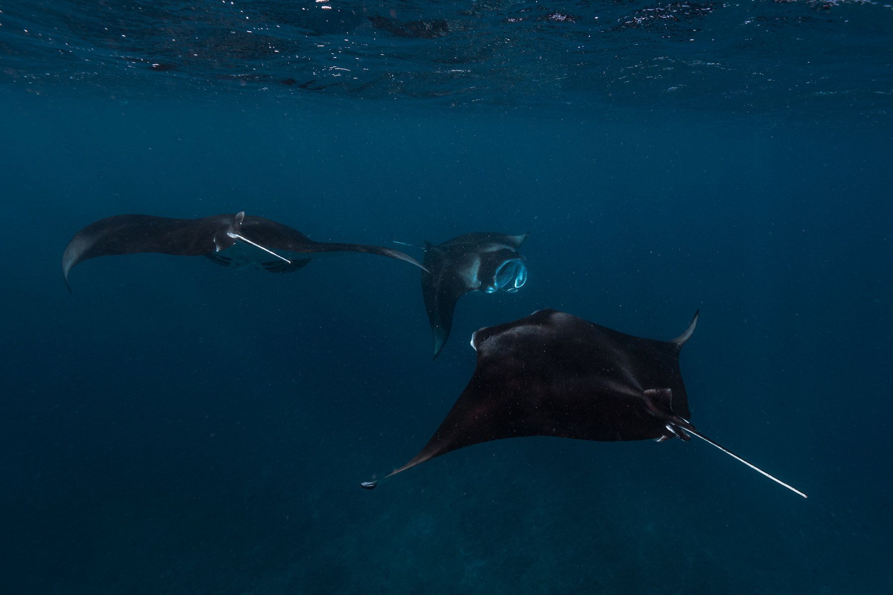 Diving