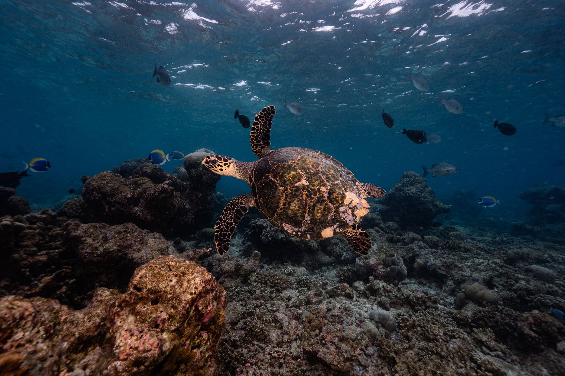 Diving
