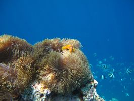 Snorkeling