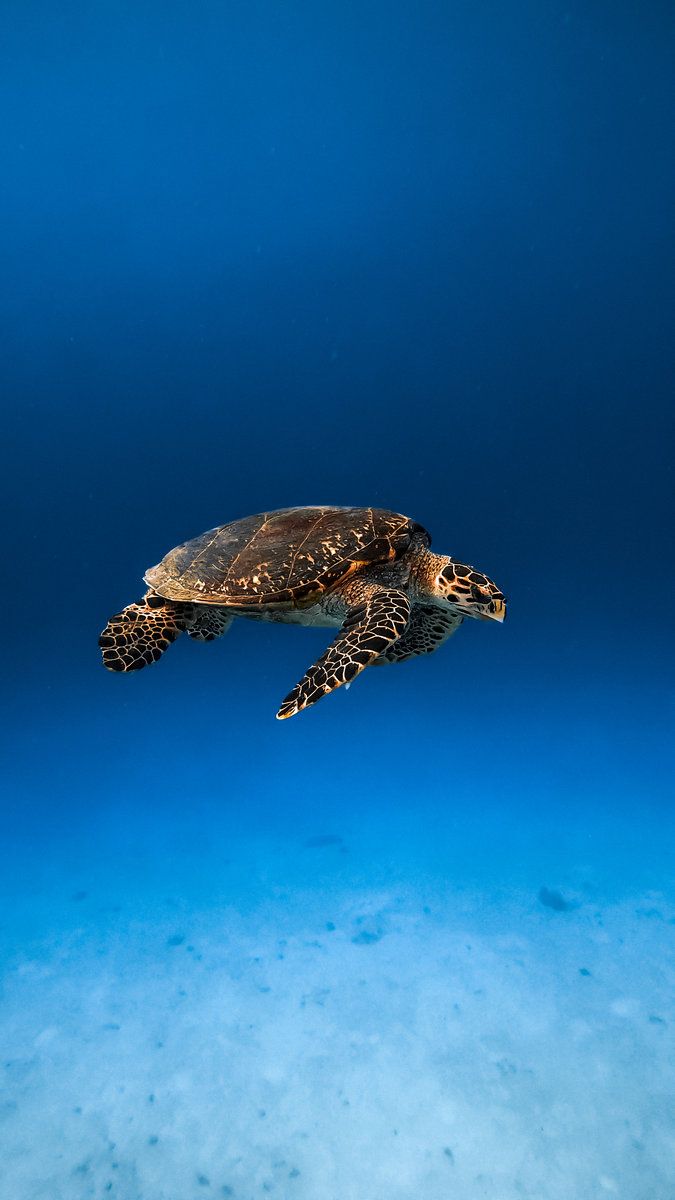 Diving
