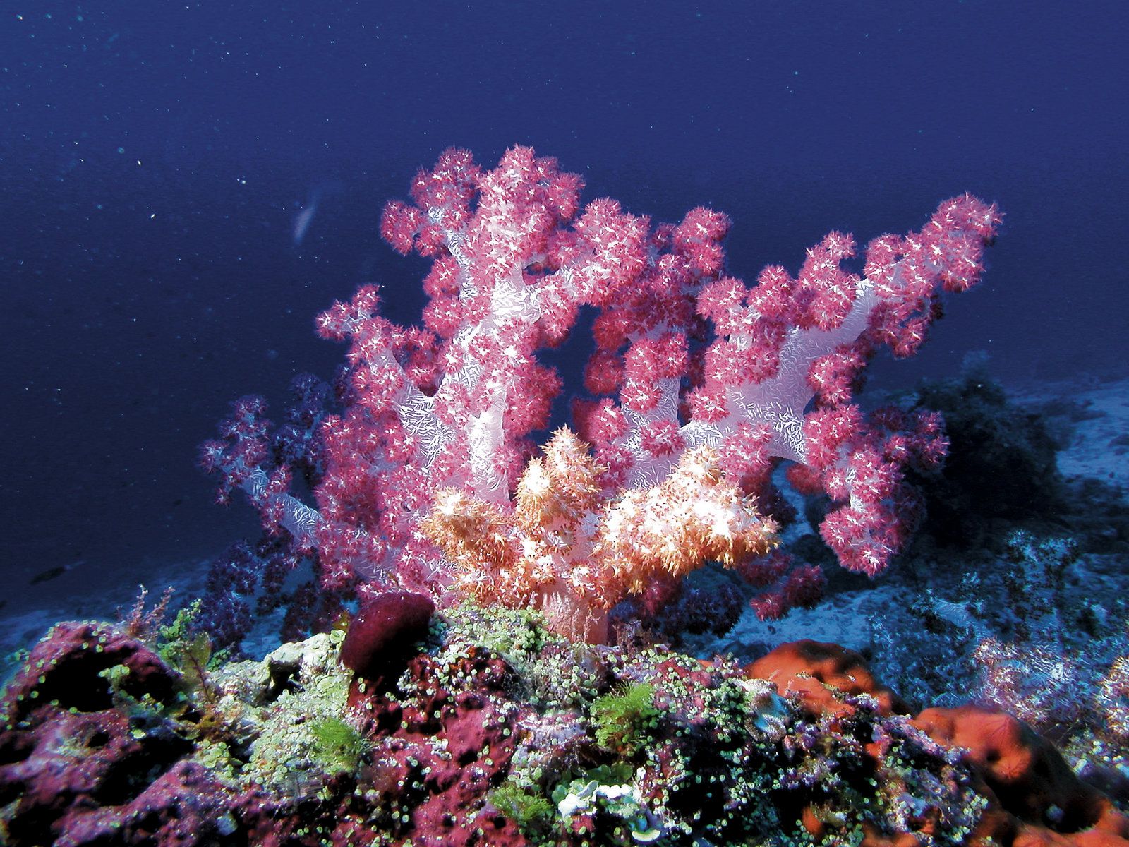 Diving