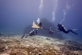 Diving