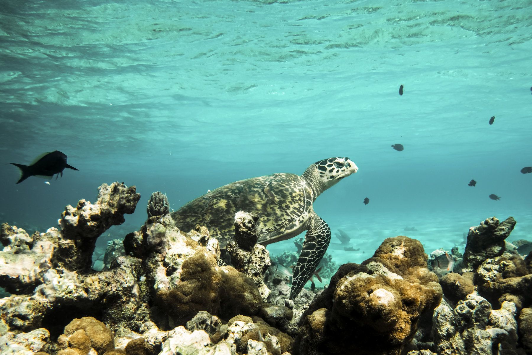 Diving