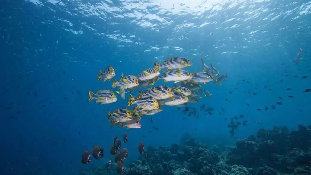 Hurawalhi Marine Biology Center