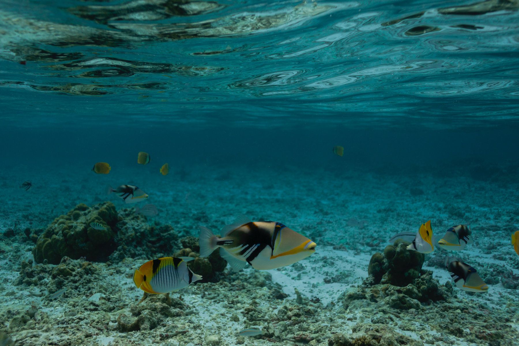 Snorkel and Relax