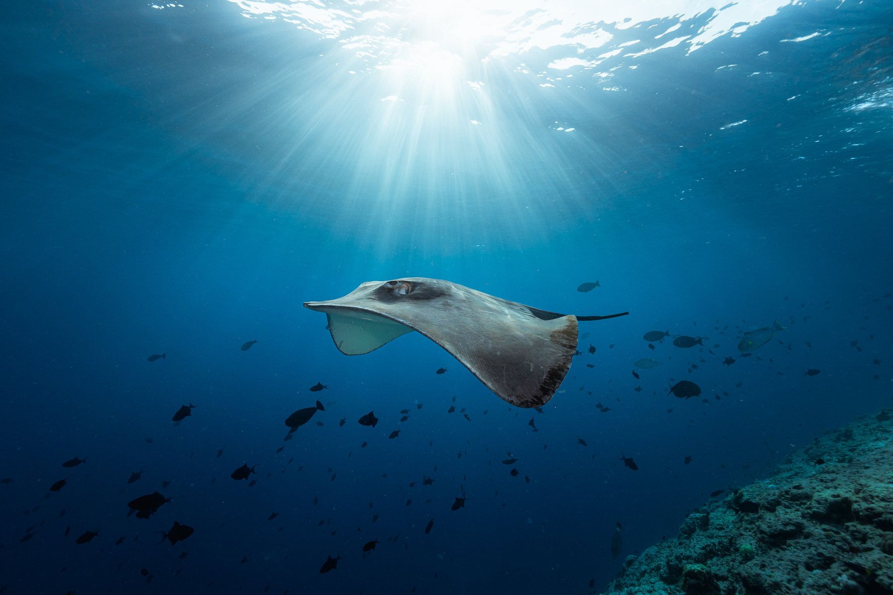 Diving
