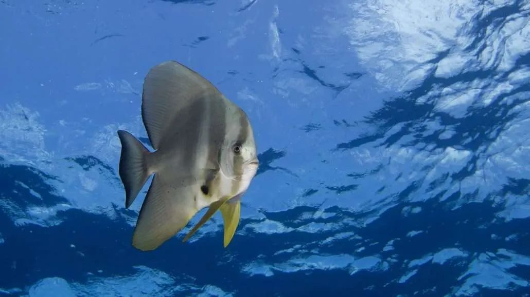 Hurawalhi Marine Biology Center