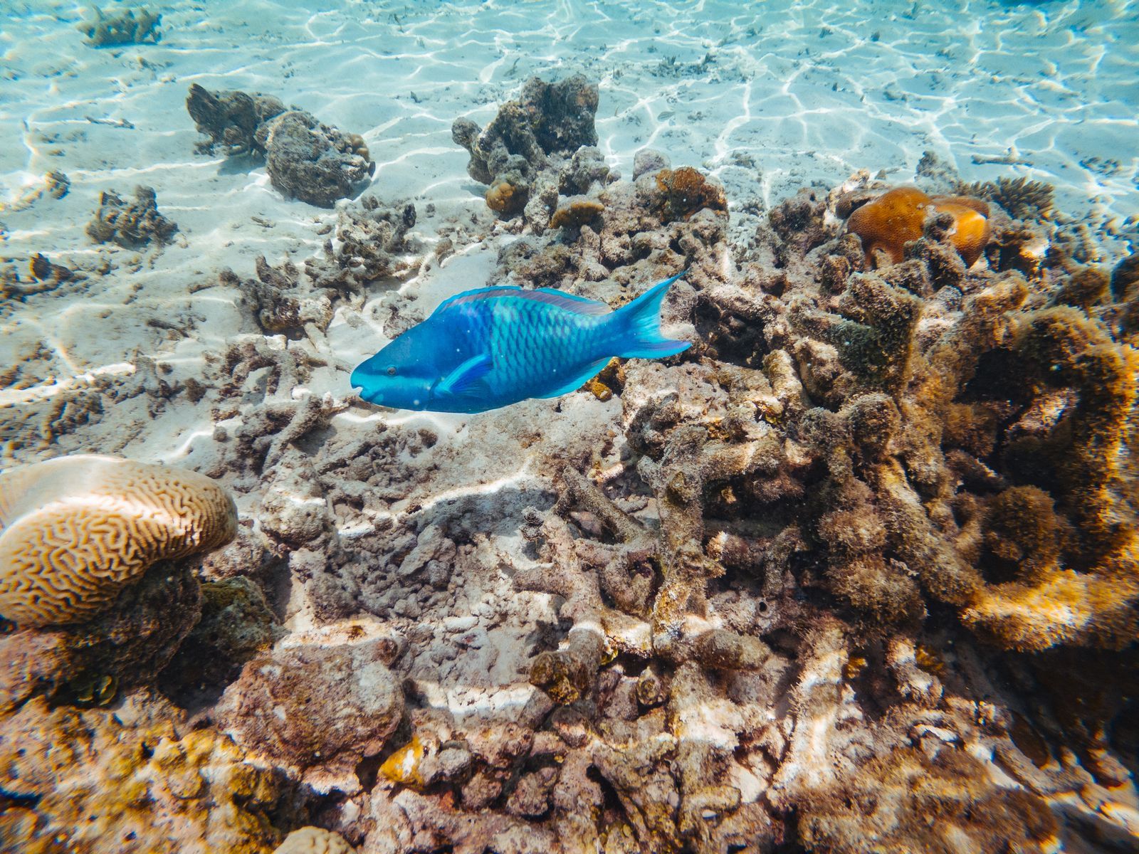 Diving