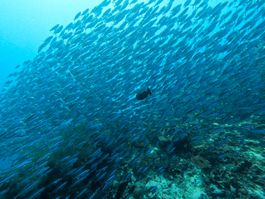 Diving