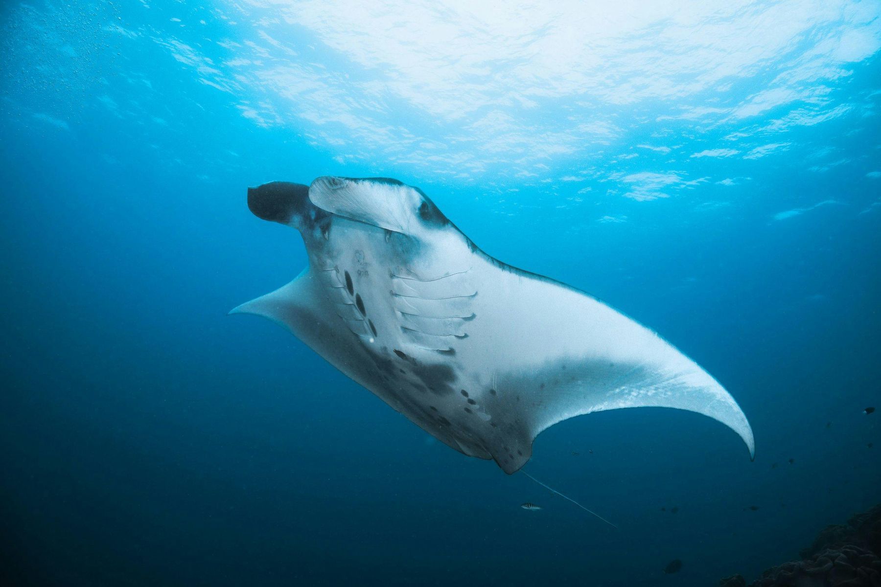 Diving