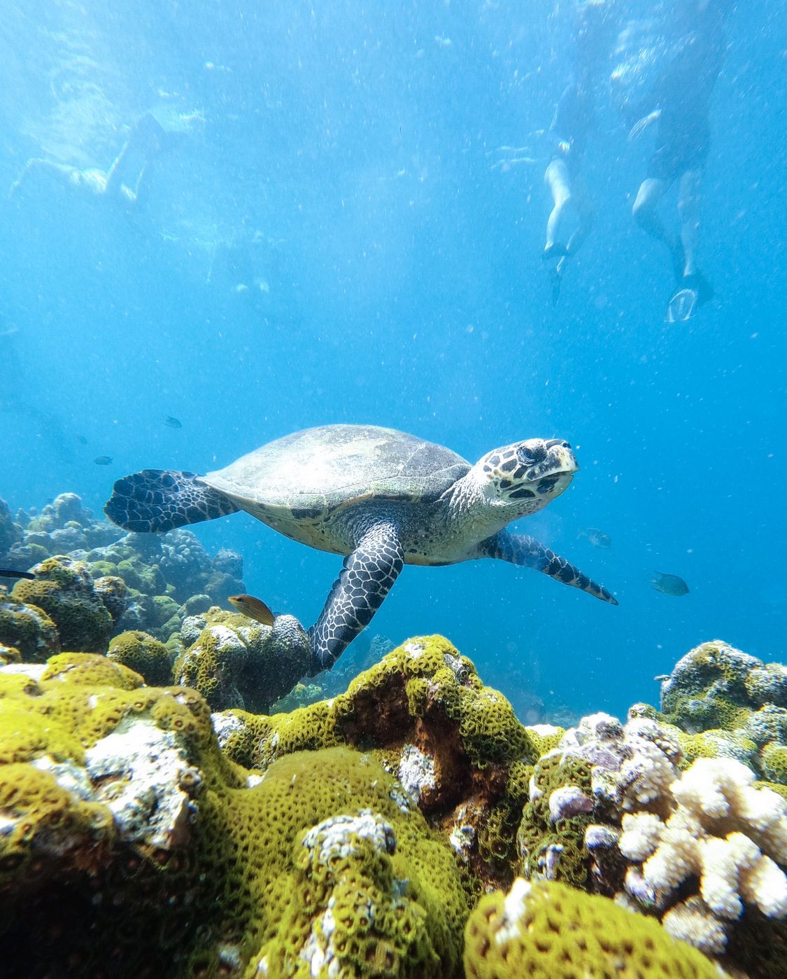 Snorkeling
