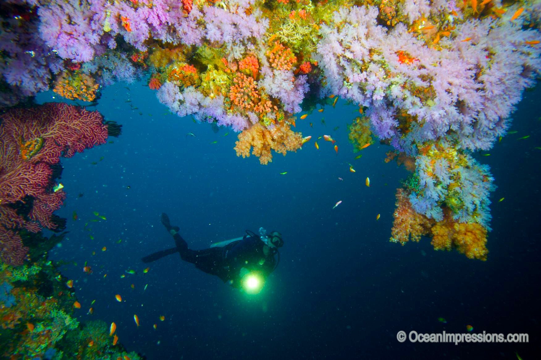 Scuba Diving