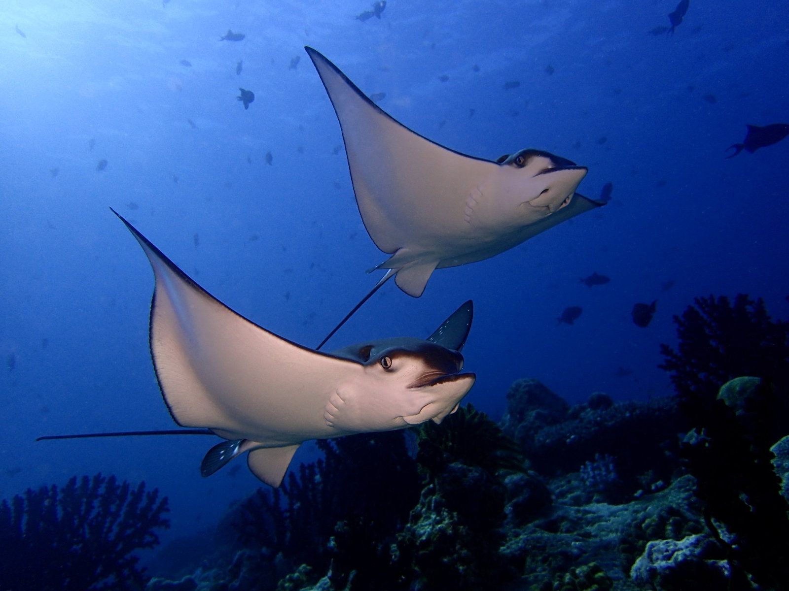 Diving