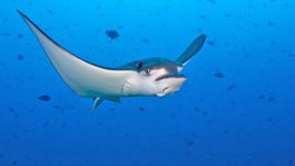 Diving