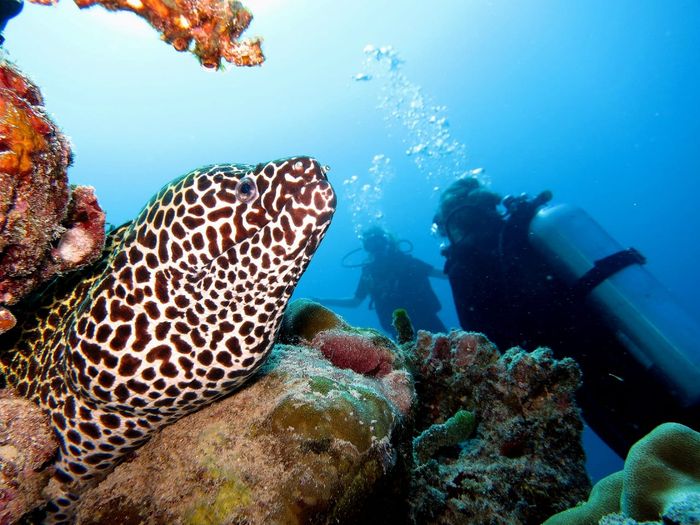 NIVA Dhigali Diving 