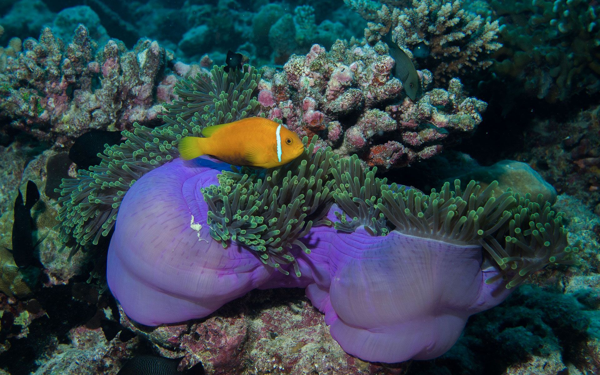 Curated Snorkel and Dive Itineraries