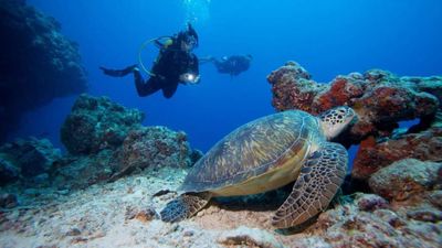 Snorkelling