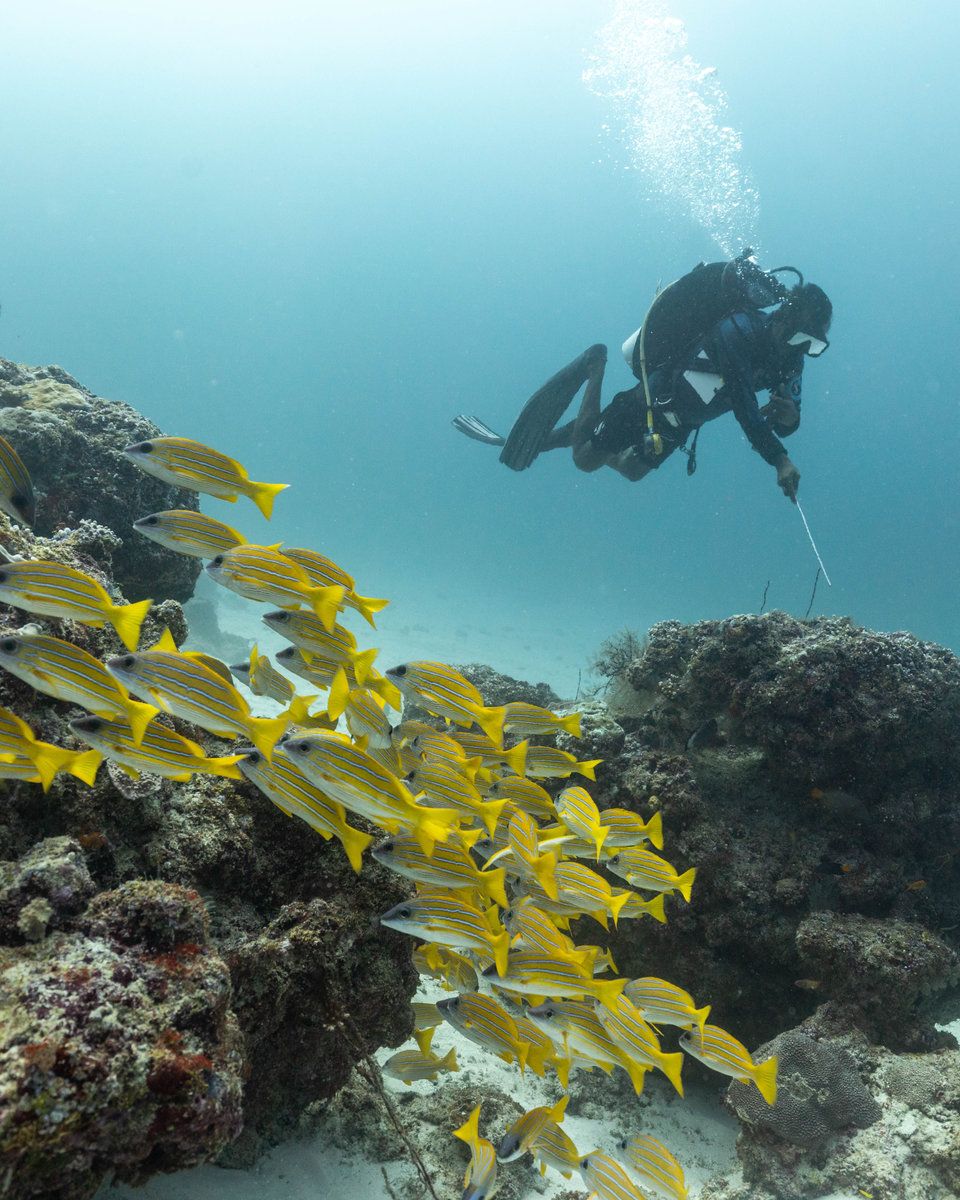 Diving
