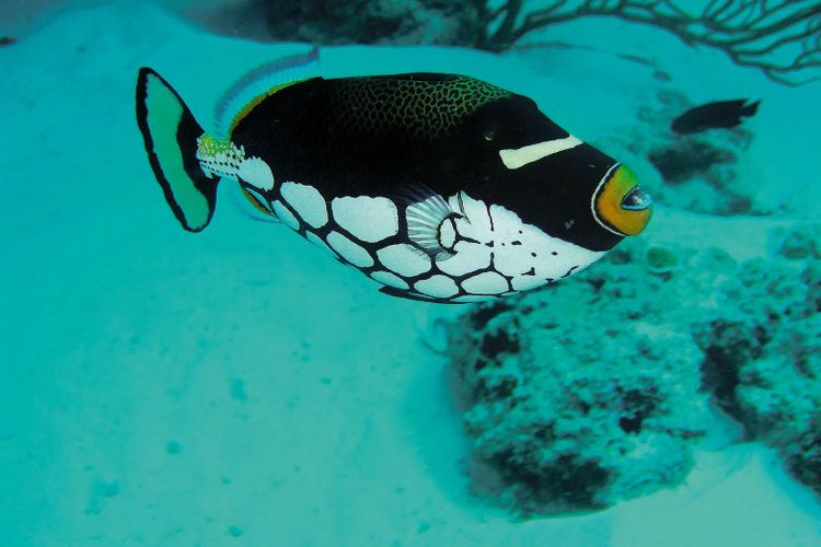 Constance Moofushi