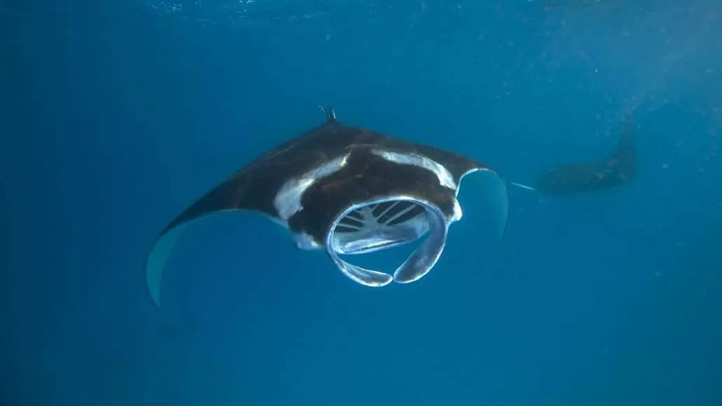 Hurawalhi Marine Biology Center