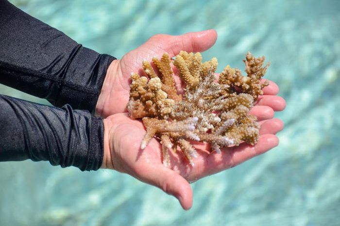 Coral Propagation Project