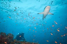 Diving