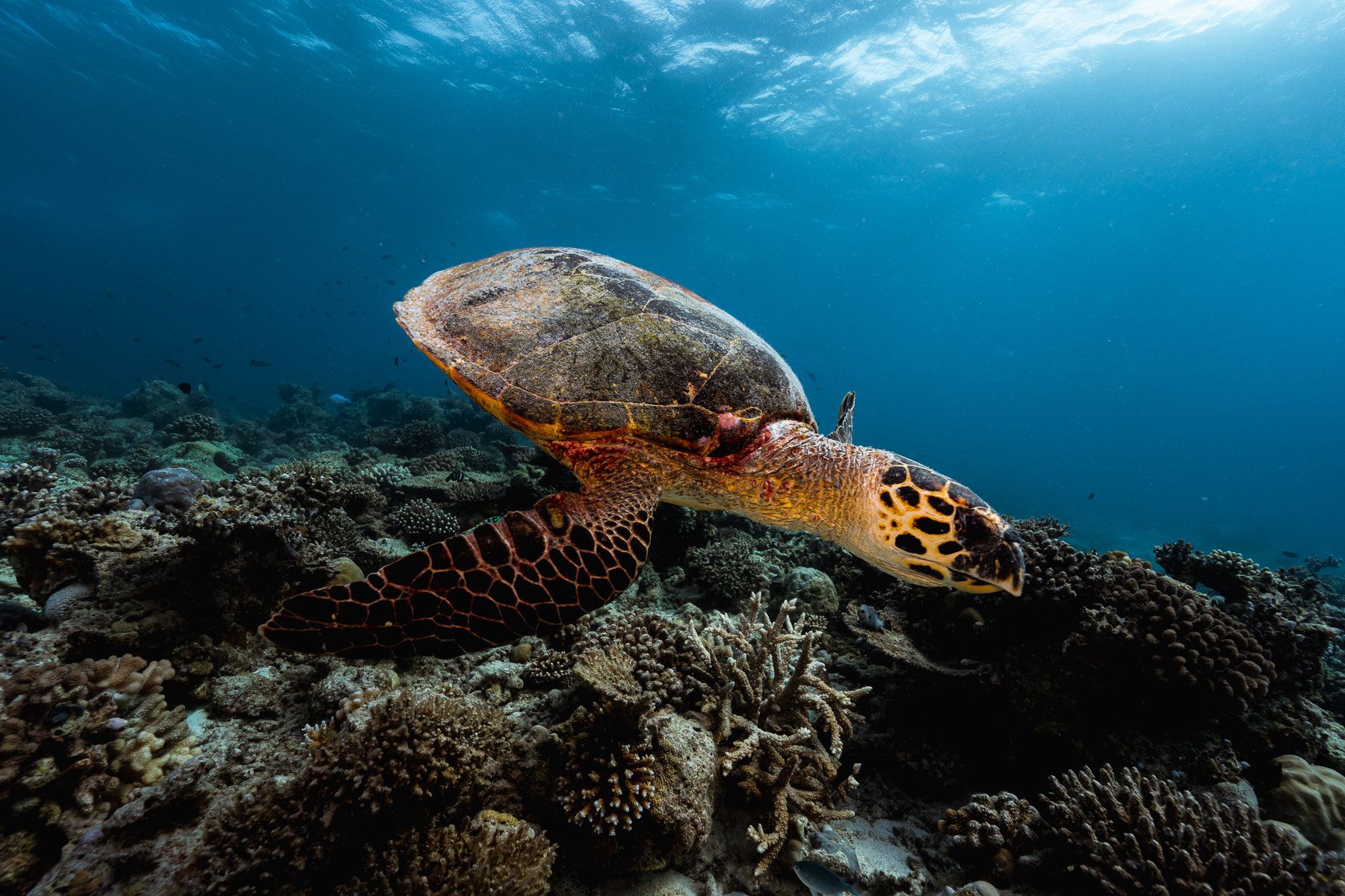 Diving