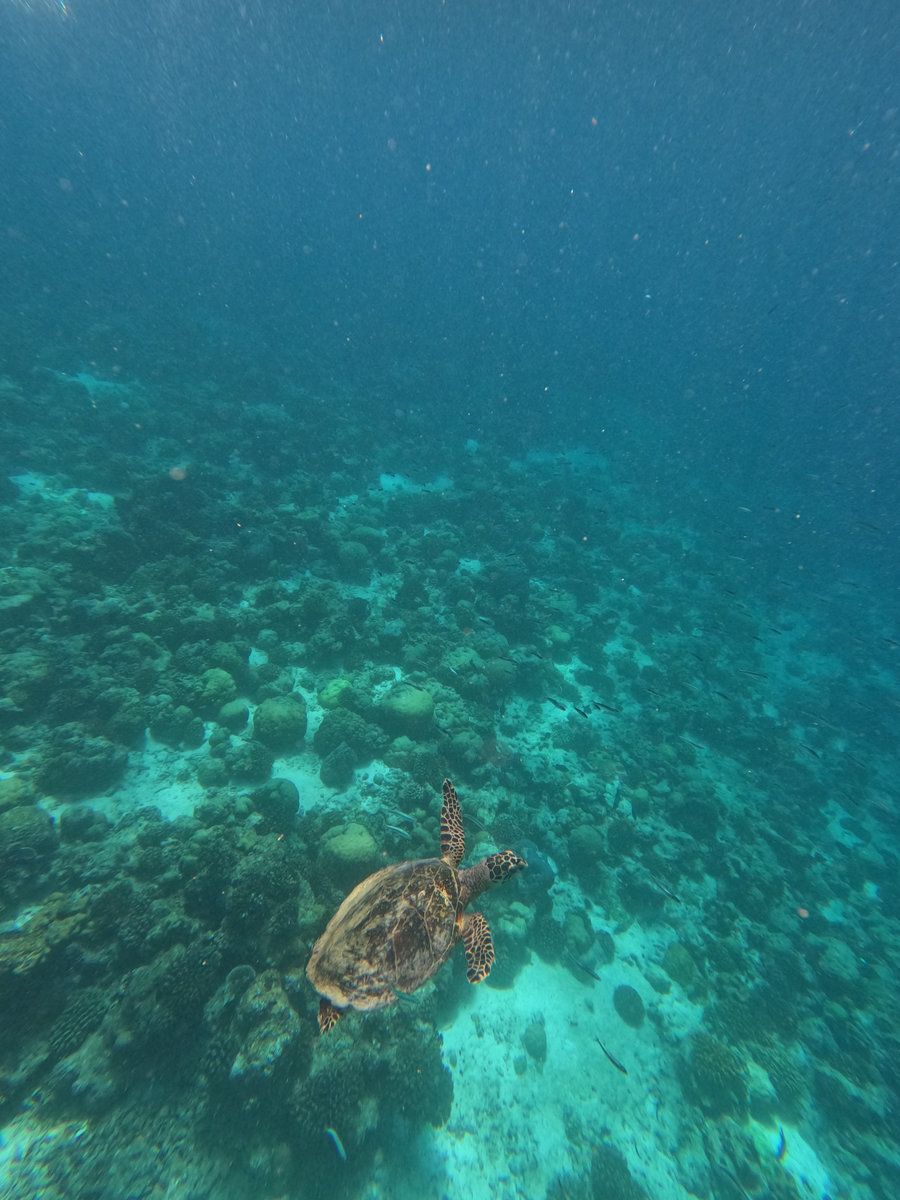 Snorkeling