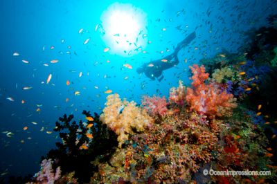 Scuba Diving