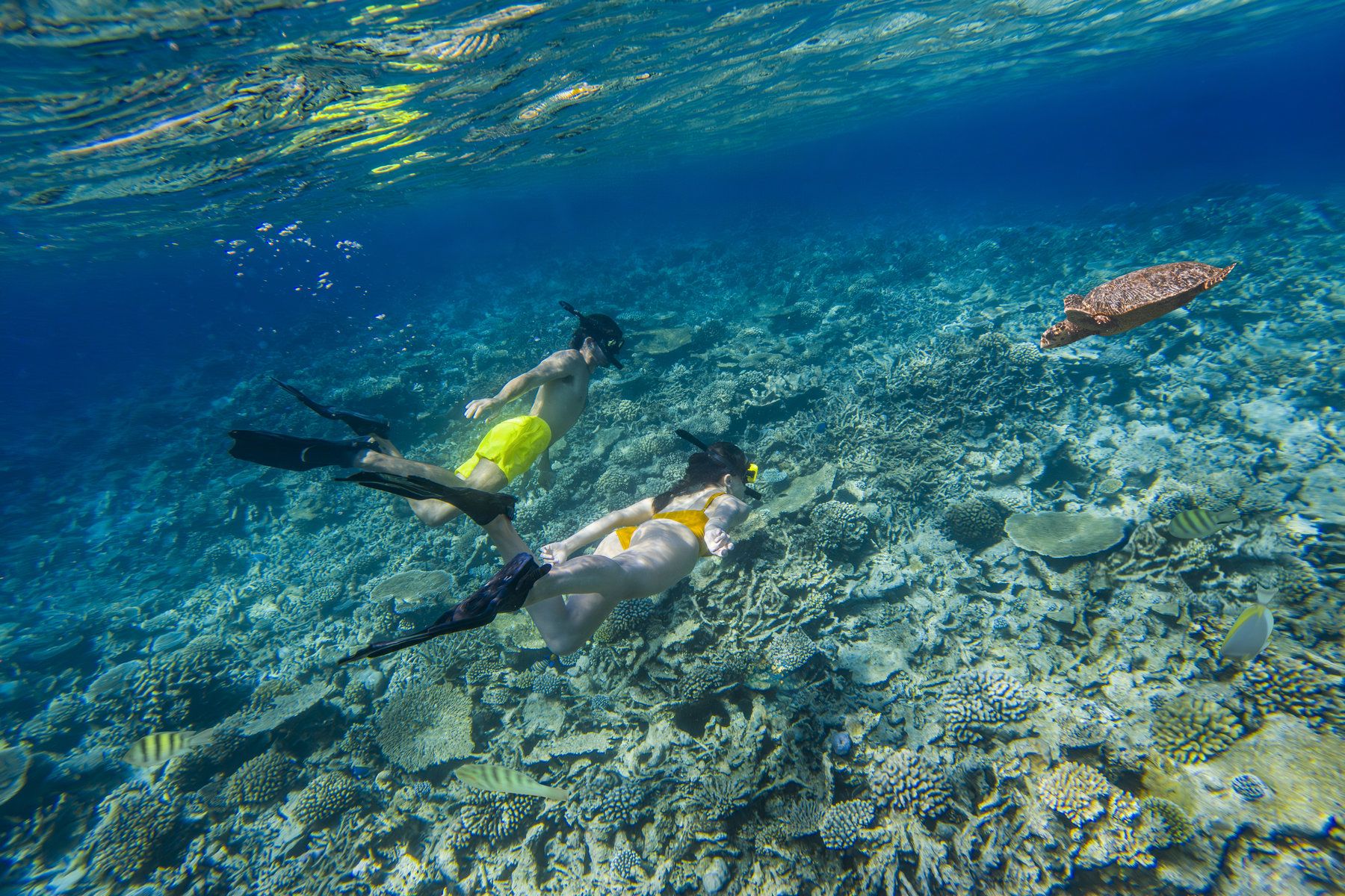 Meet the Sea Turtles