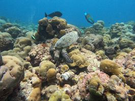 Snorkeling