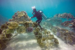 Coral Propagation Project