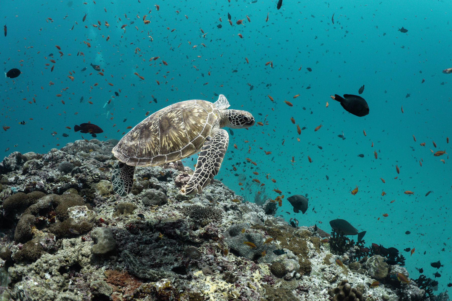 Diving