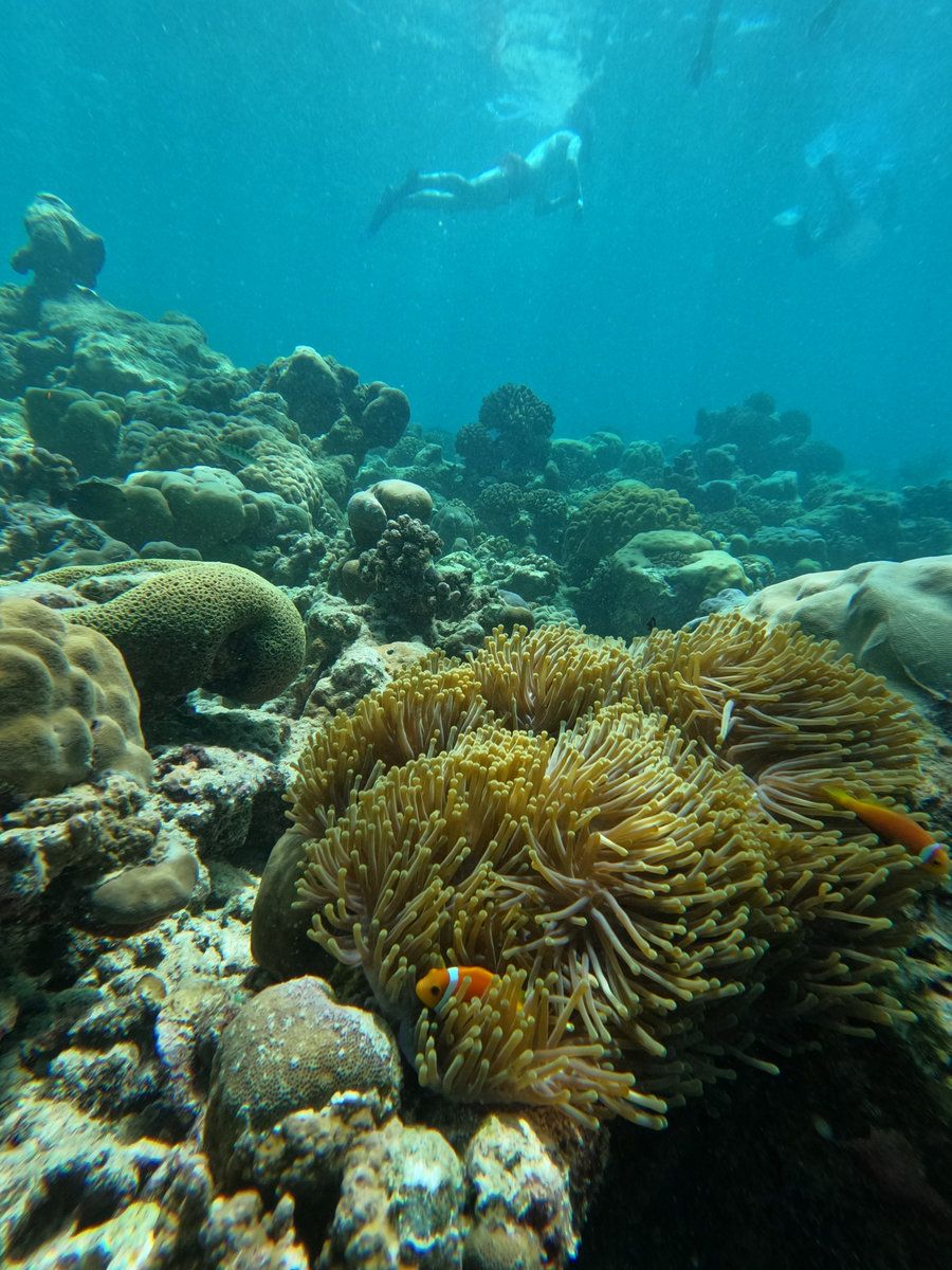 Snorkeling