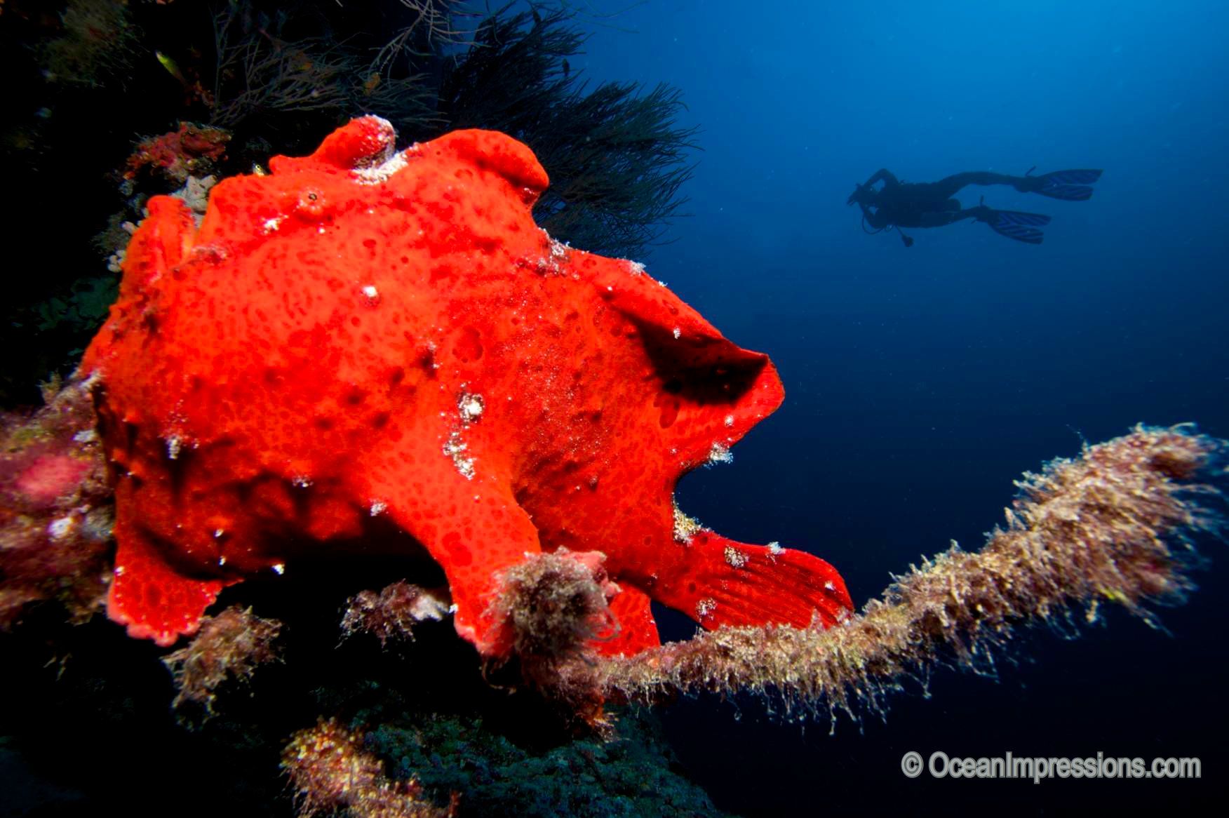 Scuba Diving