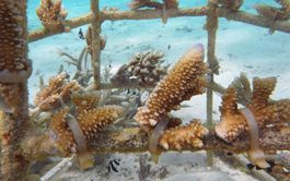Marine Biologist
