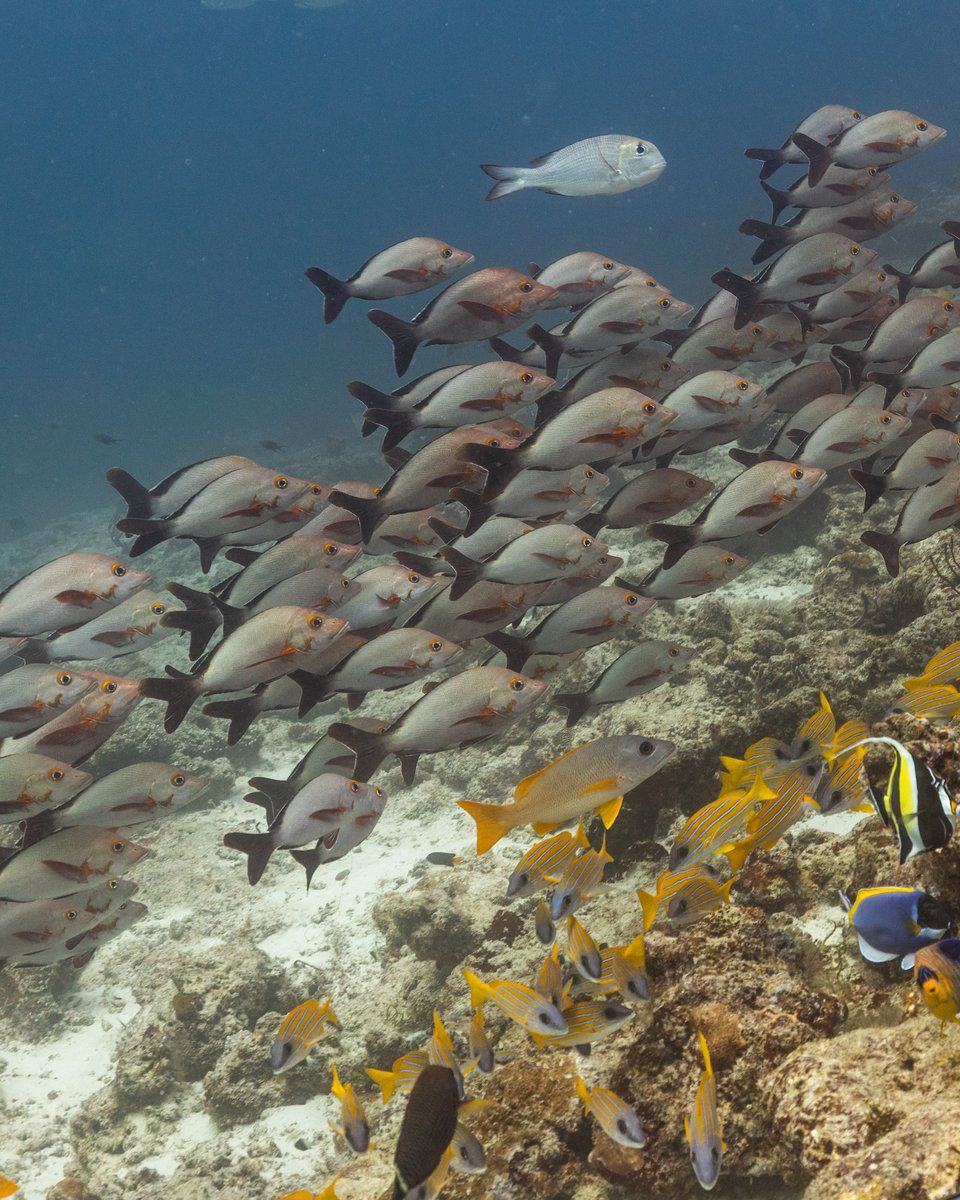 Snorkel and Relax