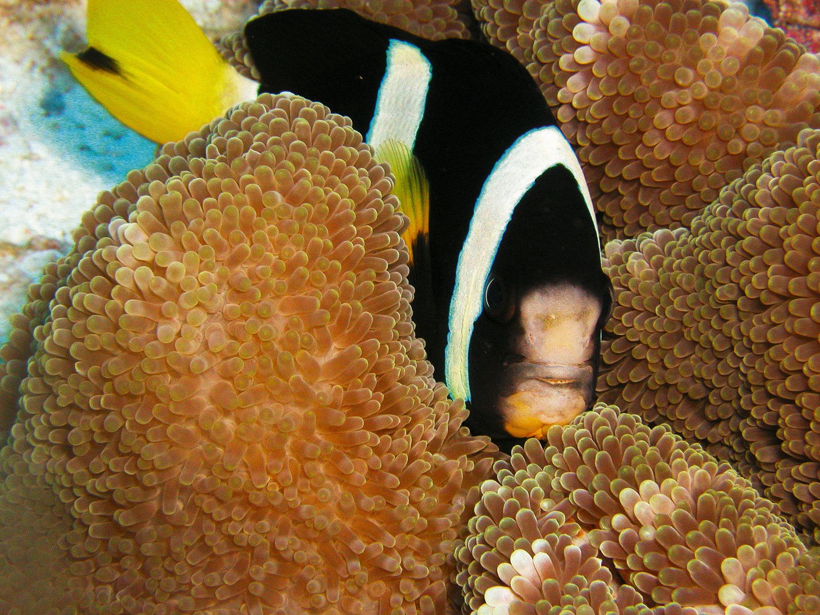 Diving