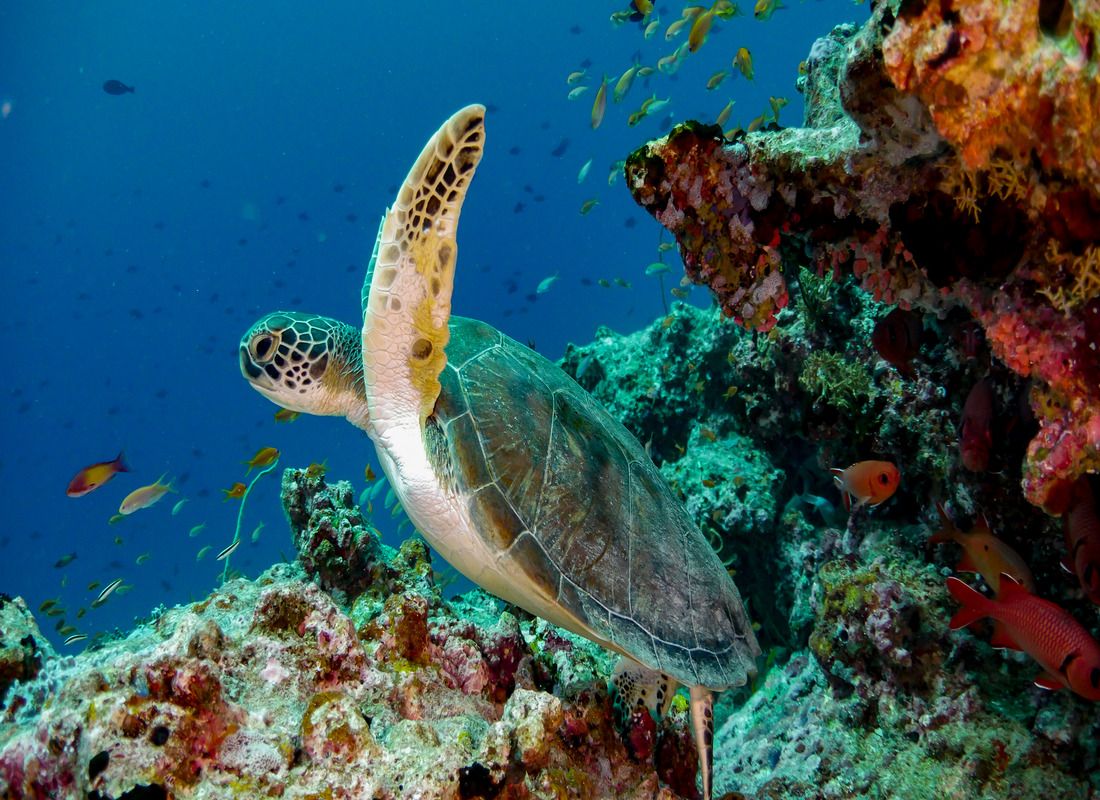 Diving