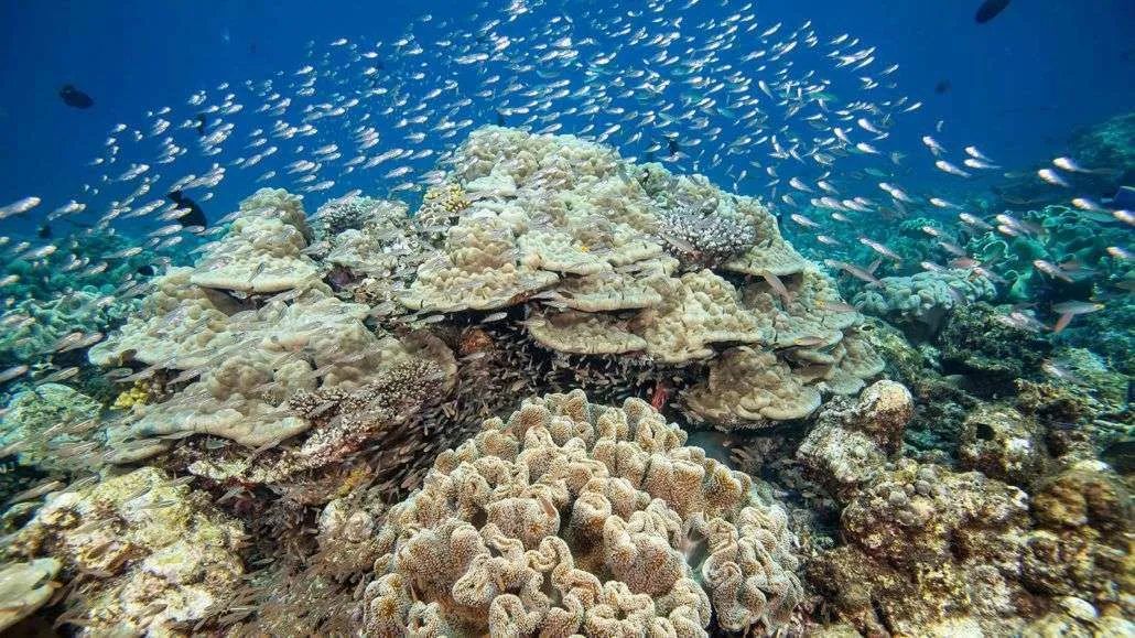 Hurawalhi Marine Biology Center