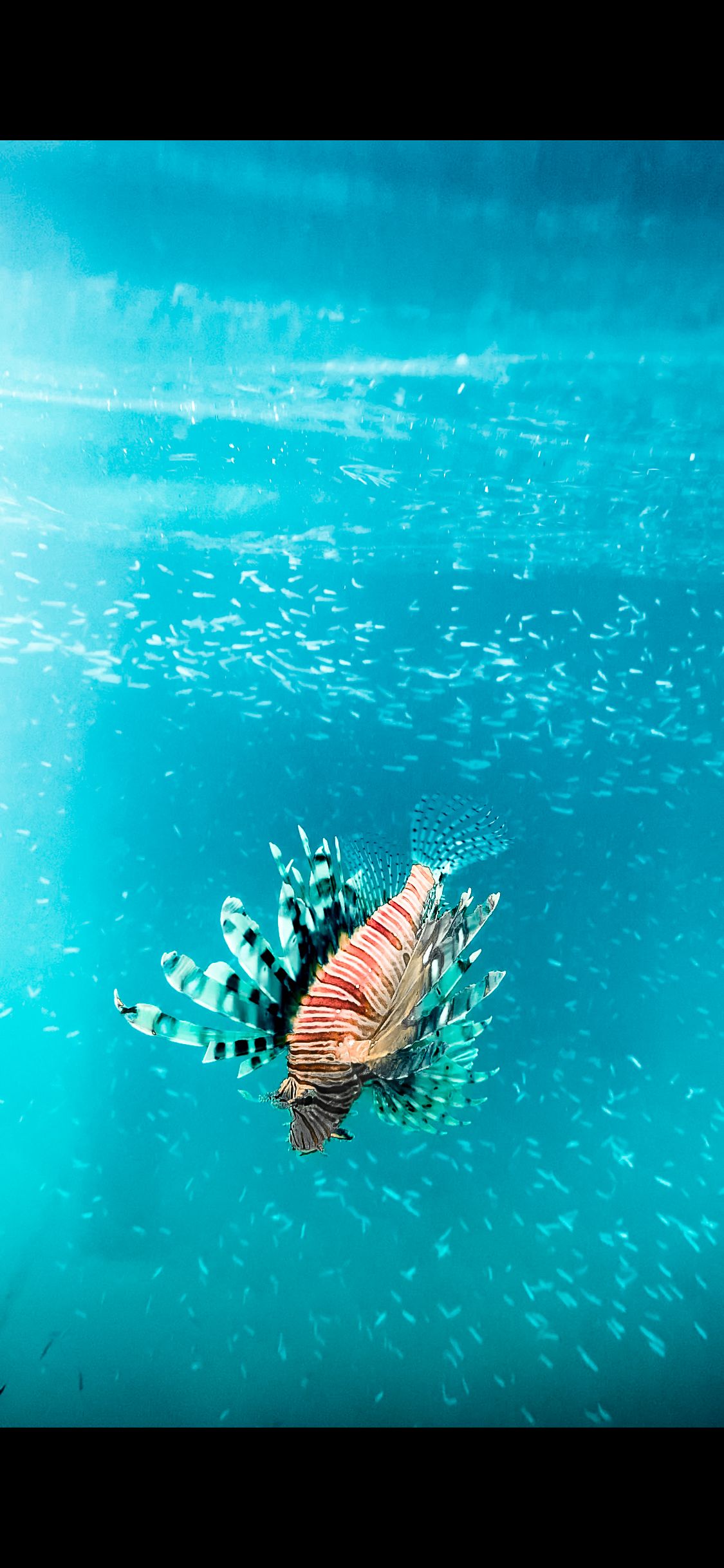 Snorkeling