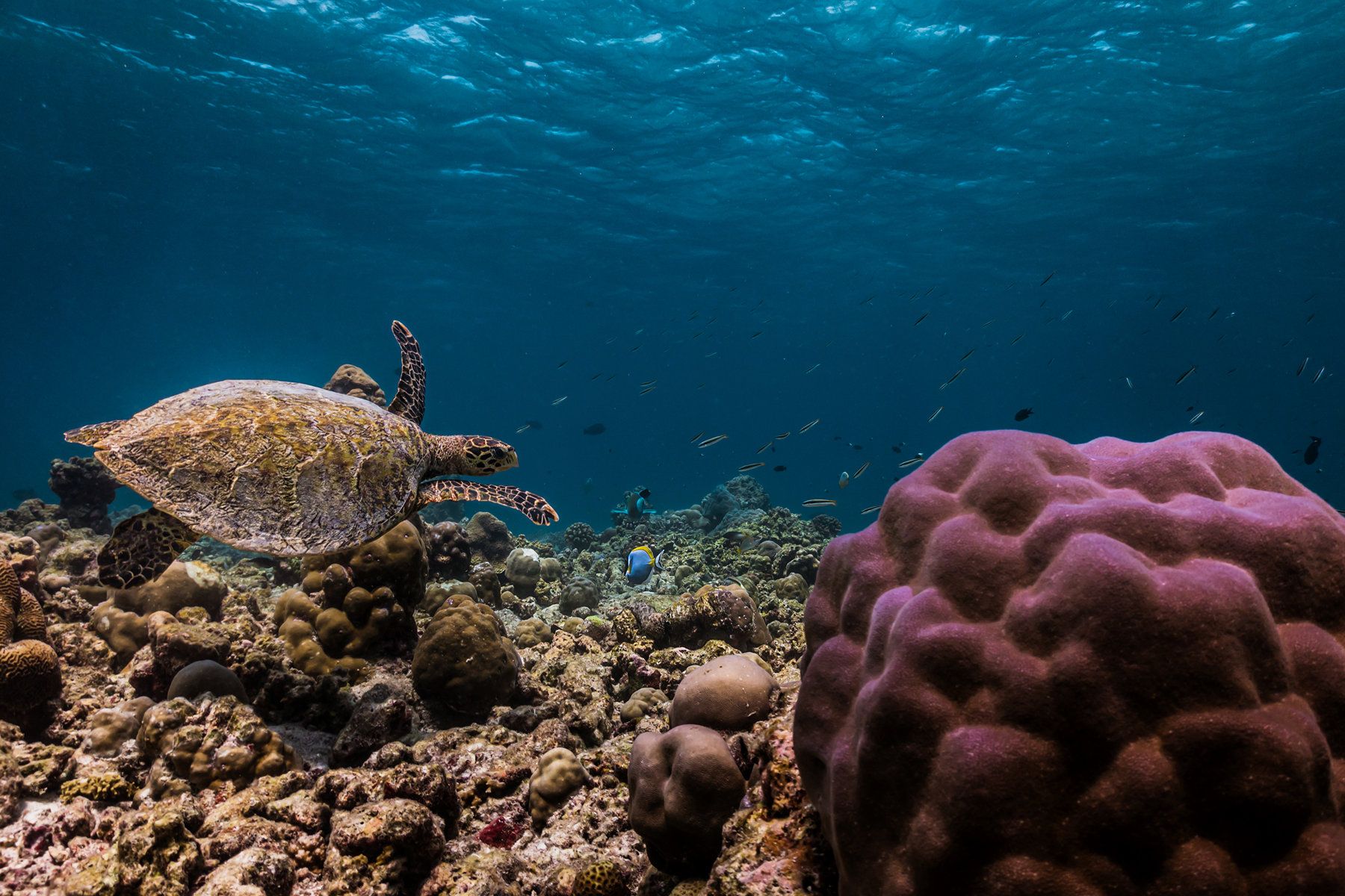 Diving