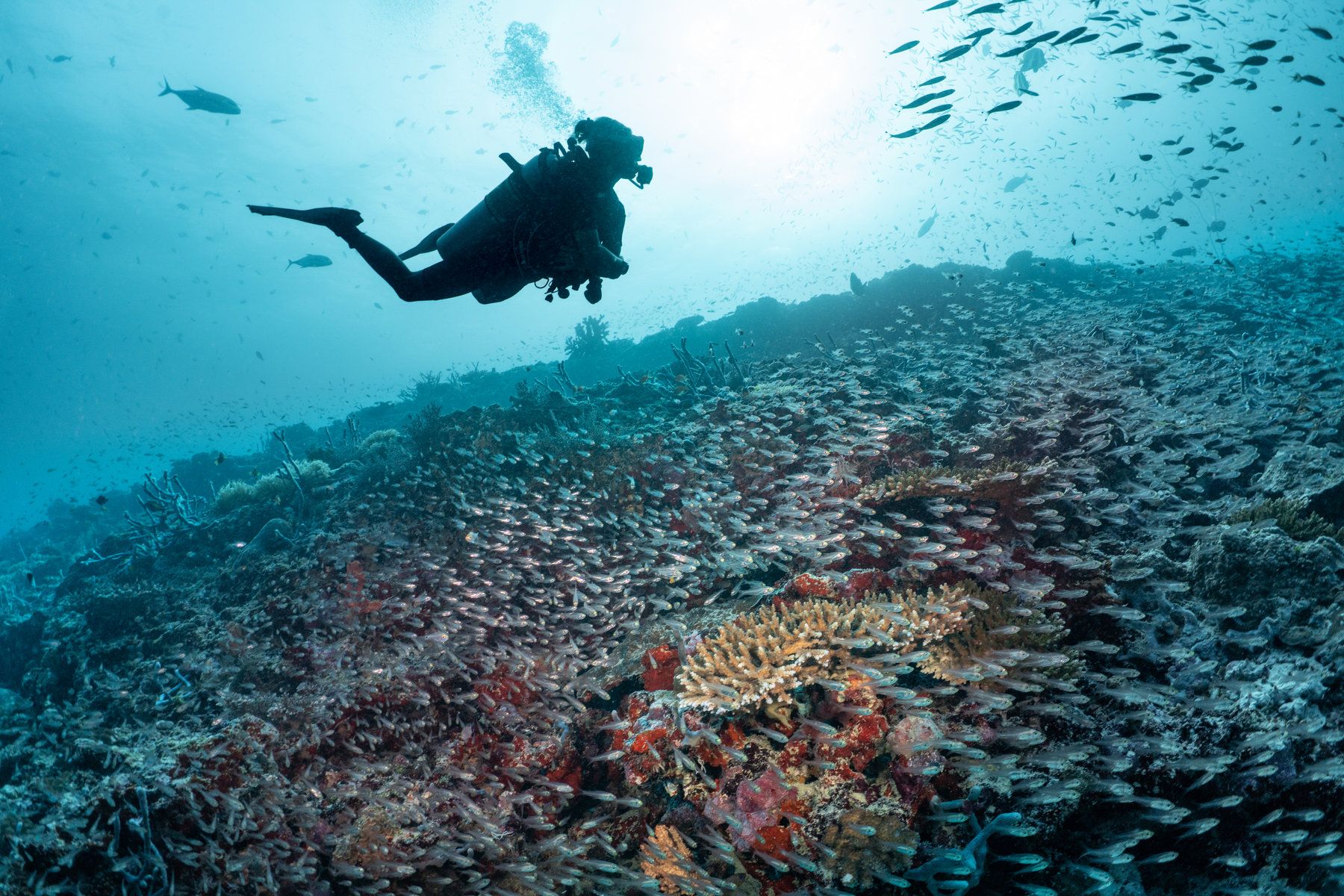 Diving