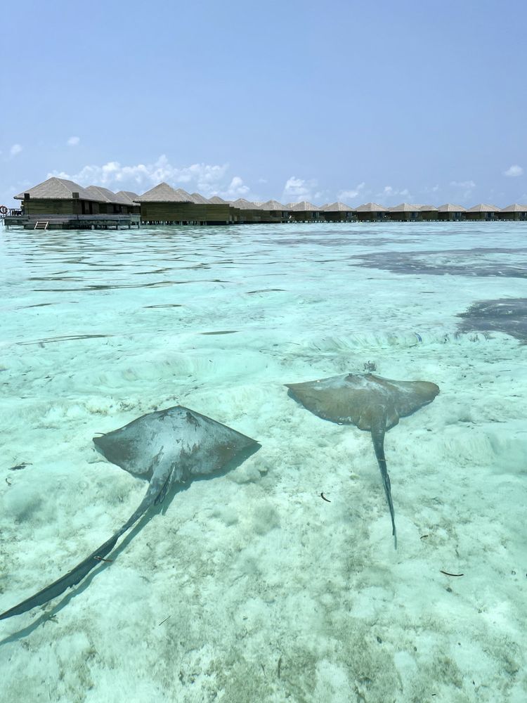 Cocoon Maldives
