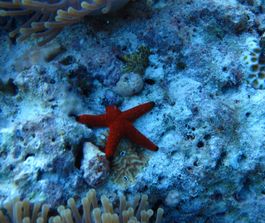 Snorkeling