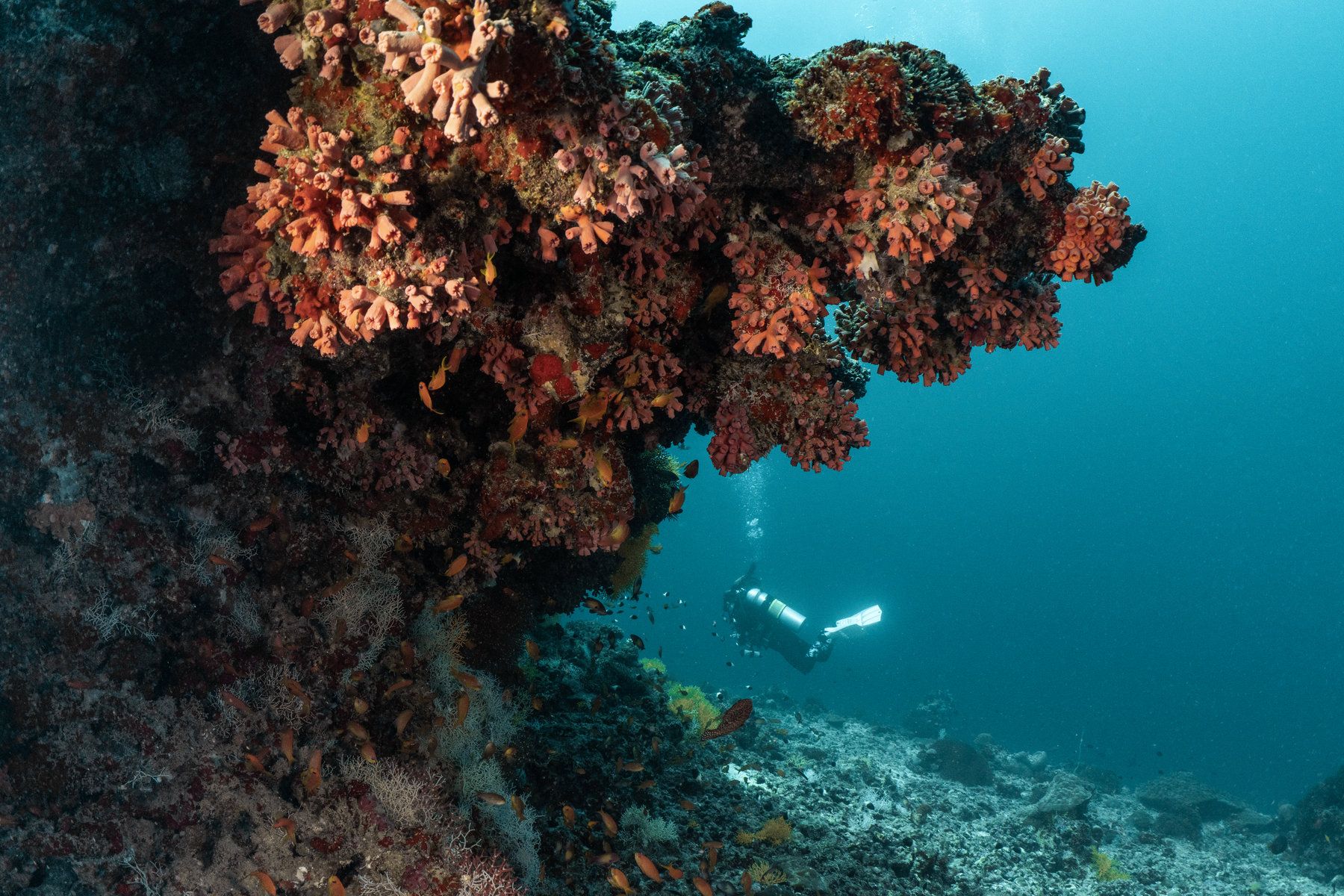 Diving