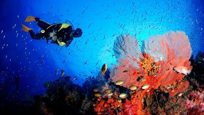 Scuba Diving