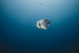 Komandoo_s House Reef