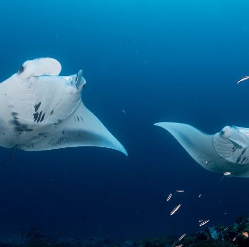 Aquarium Reef