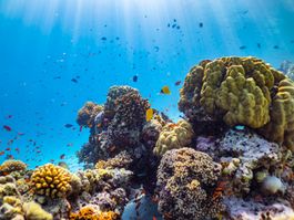 Komandoo_s House Reef